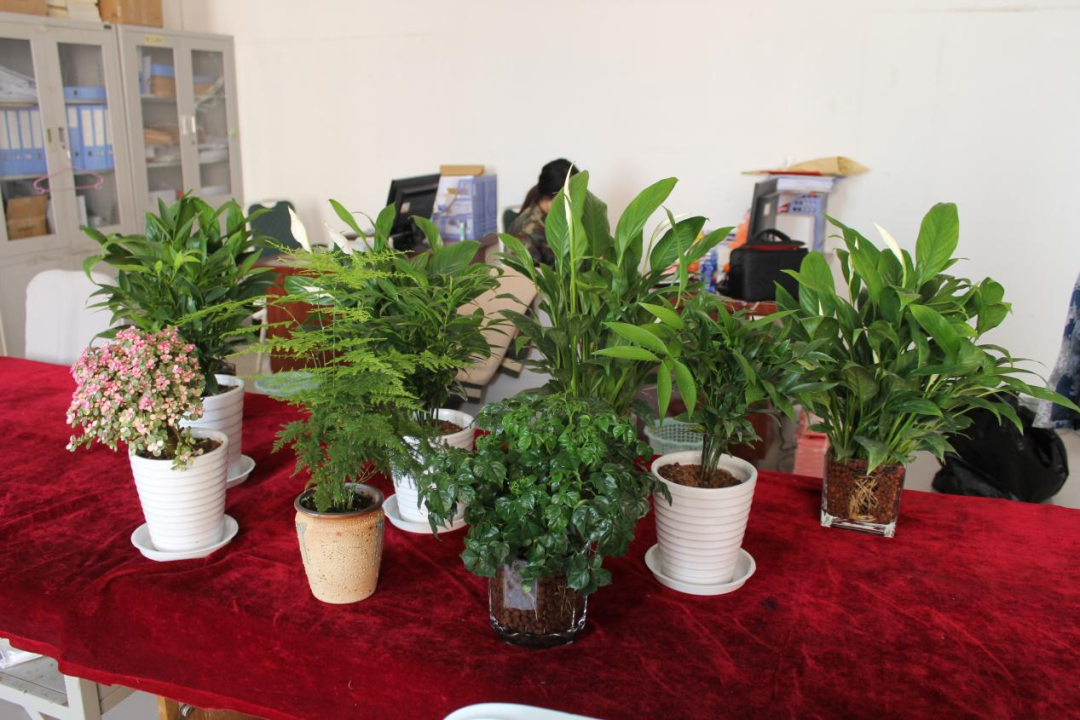保定理工學院|管理學院|手植綠茵 播灑希望