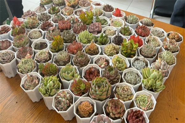 康復醫(yī)學院開展“播種綠色希望，共建美麗校園”植樹節(jié)主題活動