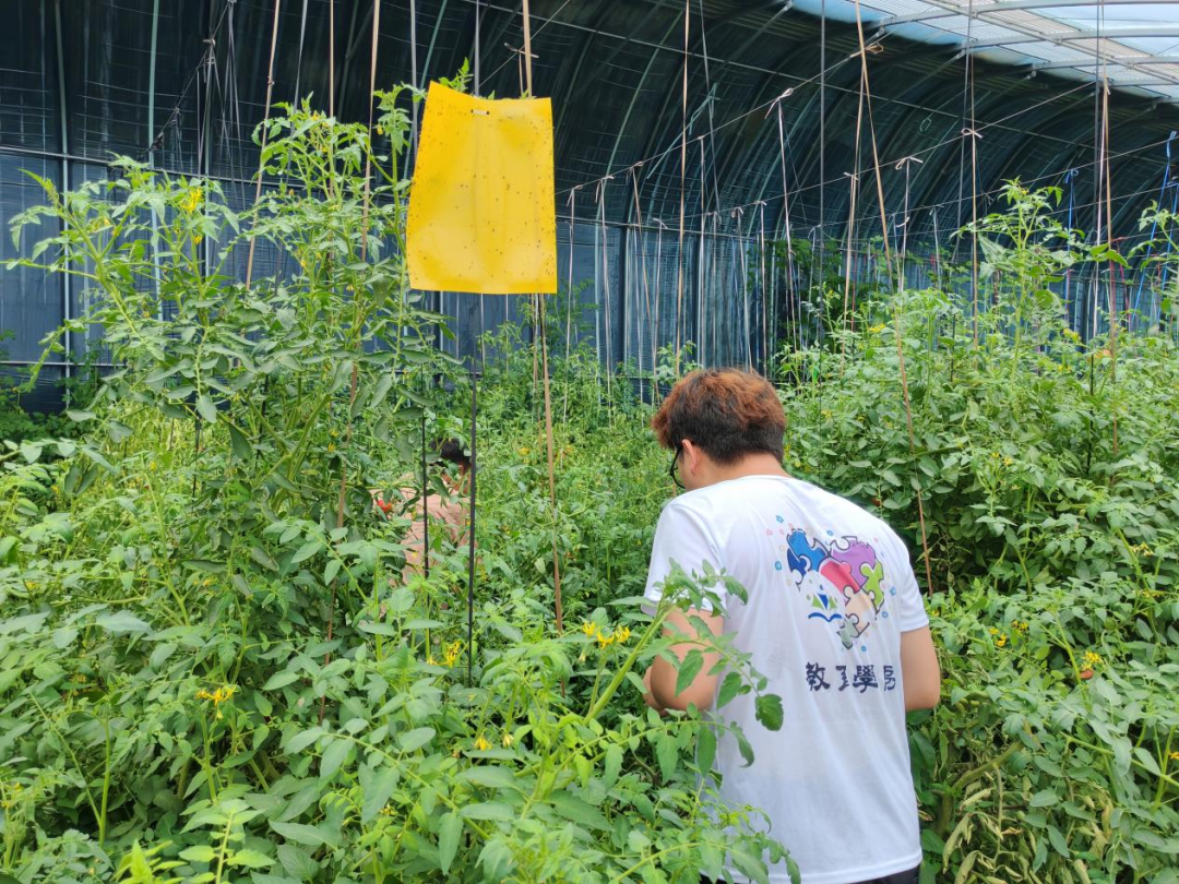 暑期社會活動實踐（二）：保定市滿城漕河沐陽農業生態園授牌活動