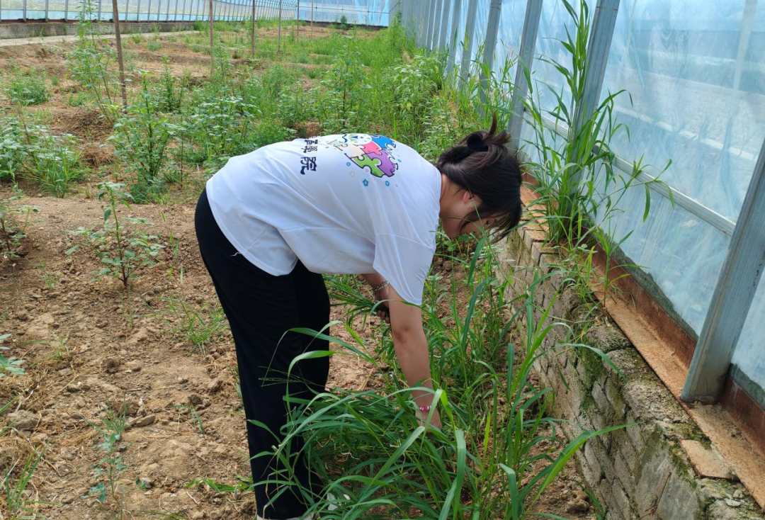 暑期社會活動實踐（二）：保定市滿城漕河沐陽農業生態園授牌活動