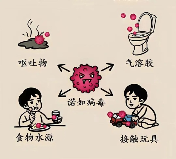 疾病防控|保定理工學院|管理學院|諾如病毒進入高發期，這份防護指南請收好！