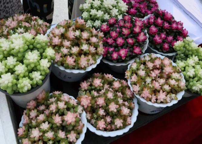 植此青綠  共赴春日——教育學院植樹節系列活動