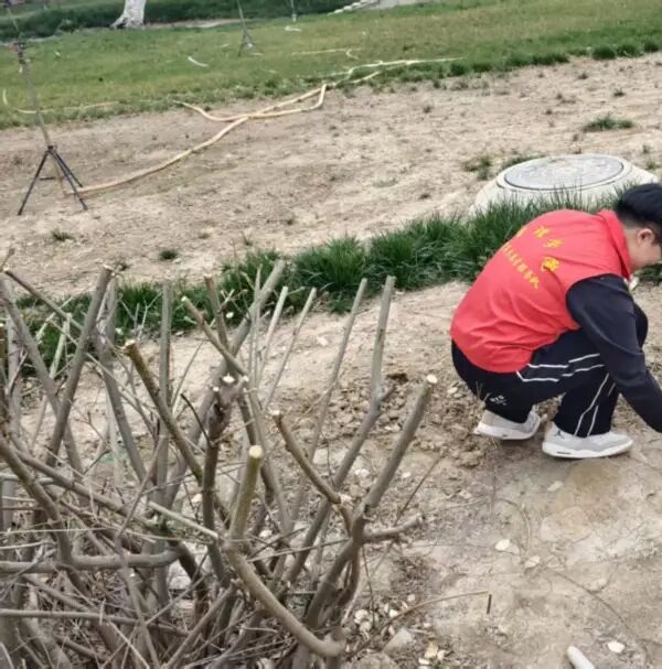 養成教育|保定理工學院管理學院學子以“彎腰行動”行動詮釋文明素養