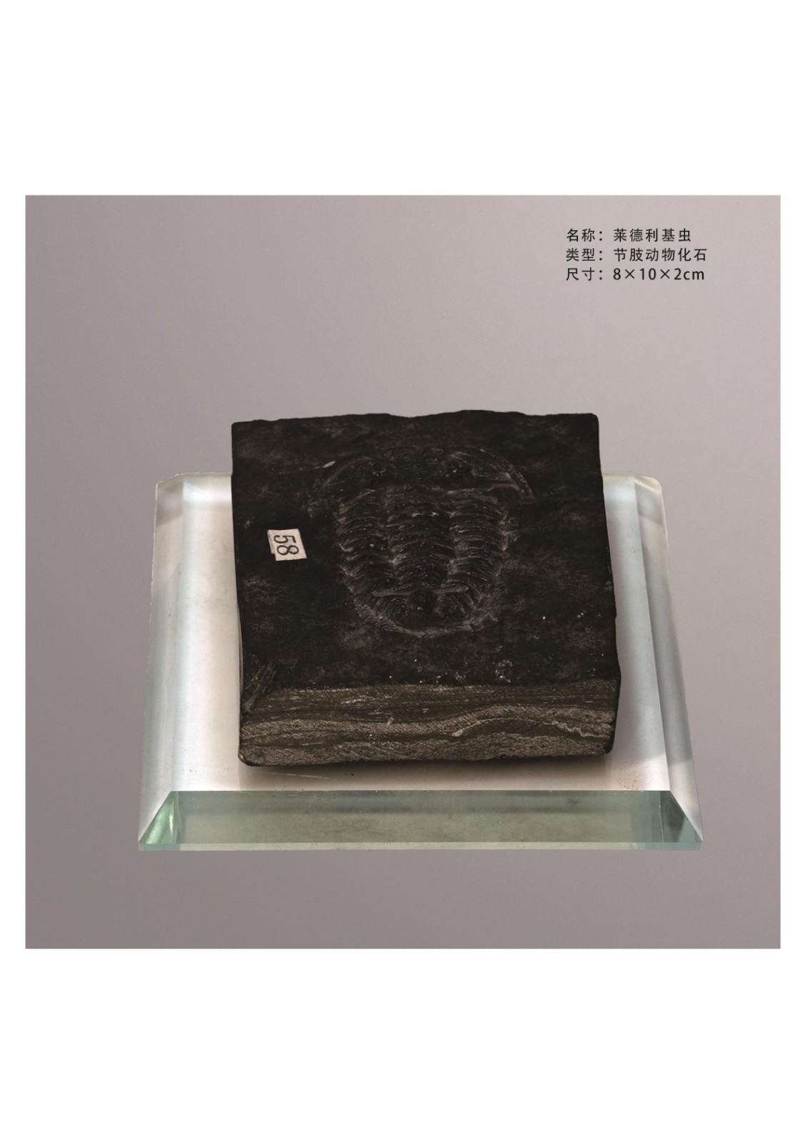 簡介