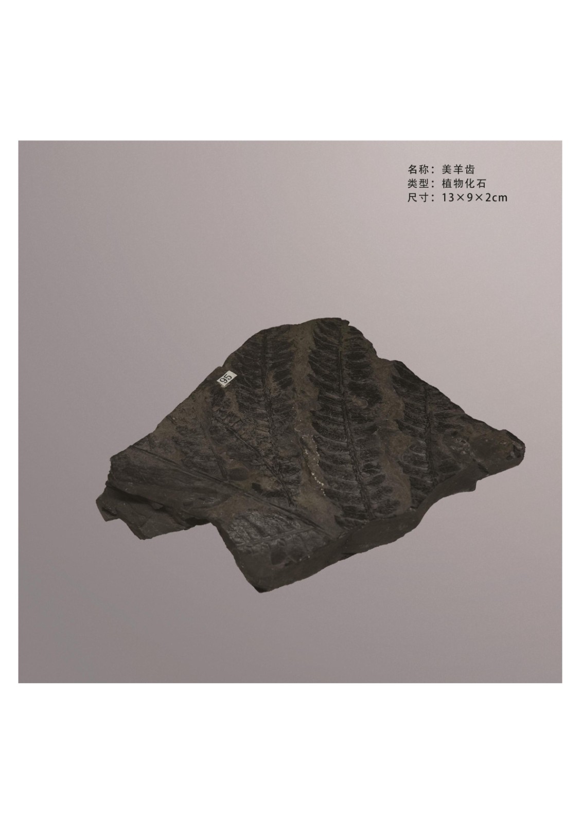 簡介