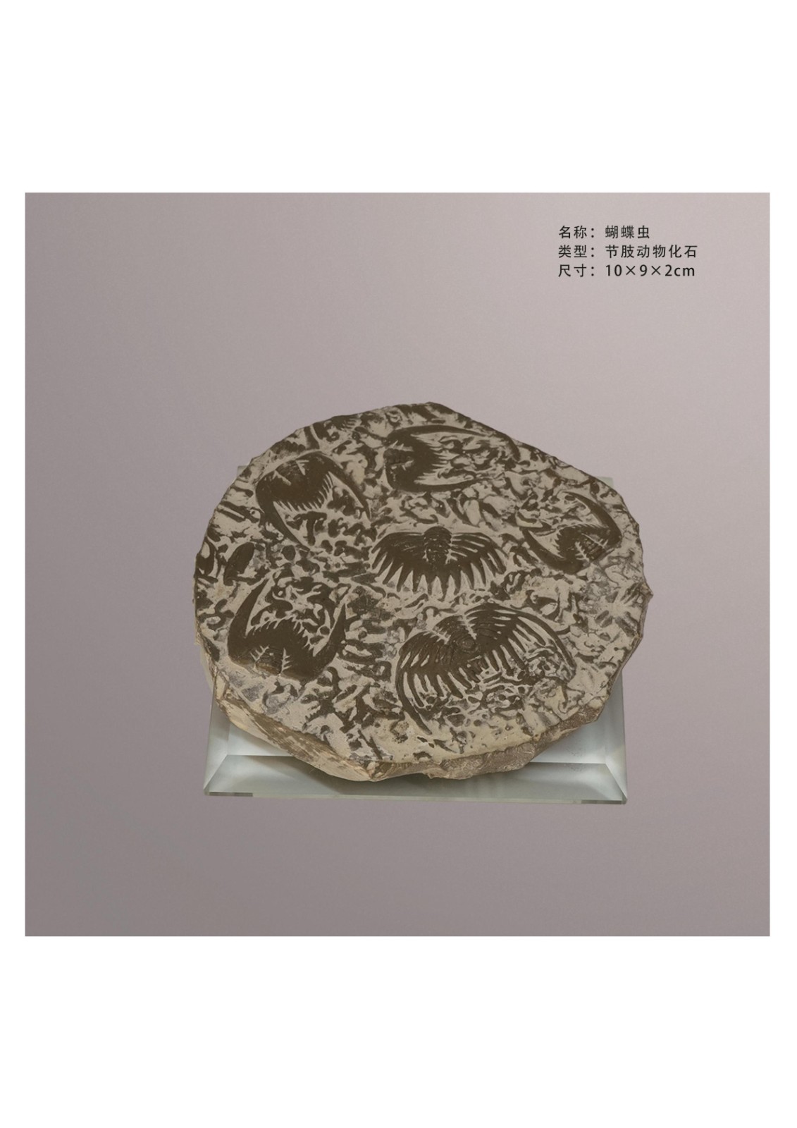 簡介